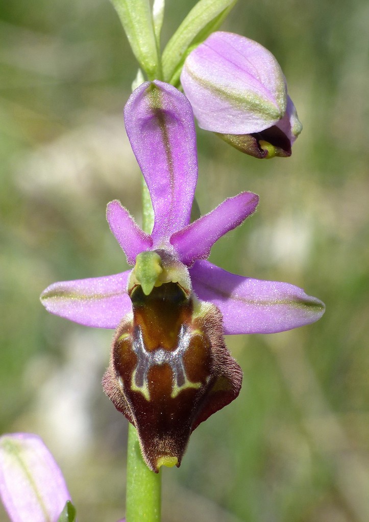 Ophrys crabronifera nellAbruzzo aquilano - aprile  2022.